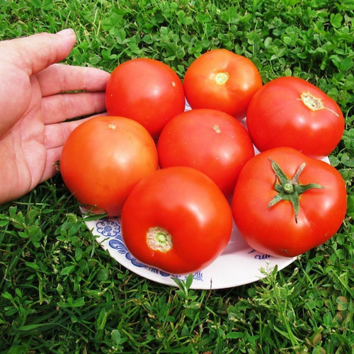 Помидоры Amish Paste Round - Амиш Паста Круглые