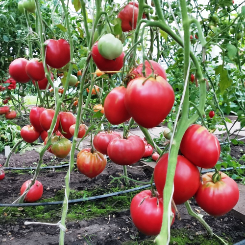 Помидоры - Женское Сердце