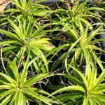 Дикия PALLAPHAT