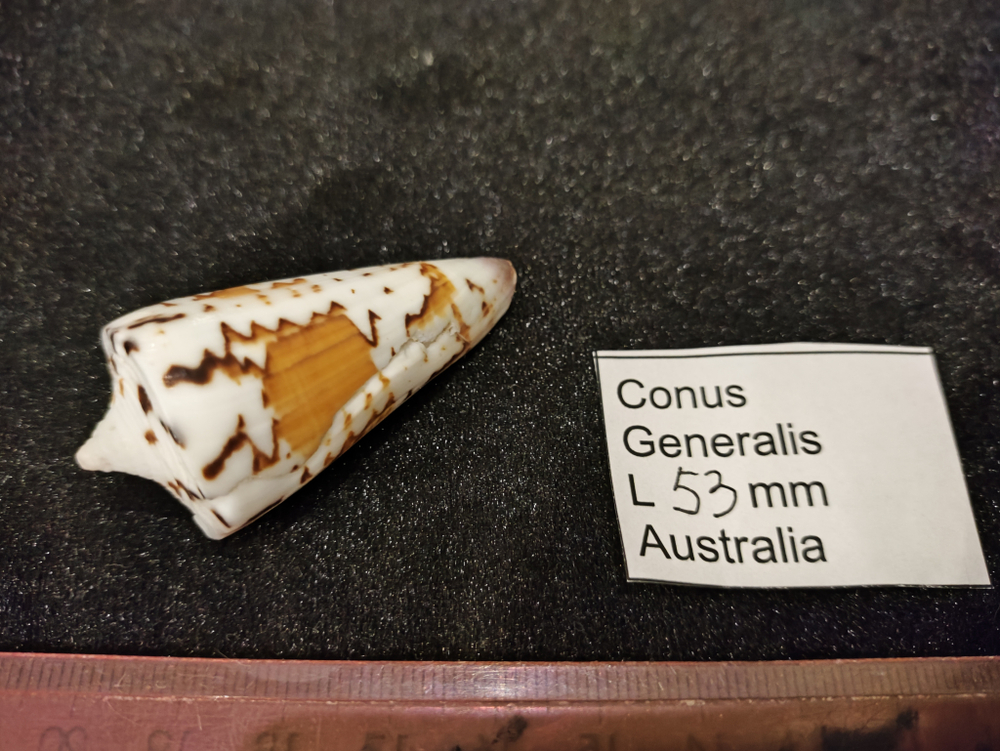 Конус генеральский