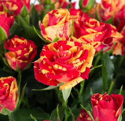 Роза Файер Флеш (спрей) 3 года