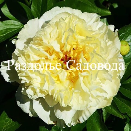 Пион Санни Гёрл