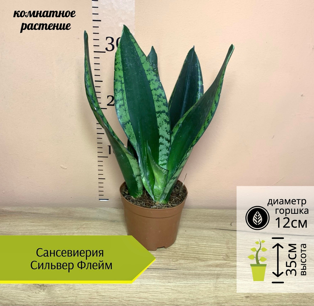 Сансевиерия Сильвер Флайм, D12см Н36см, 1шт, Нидерланды