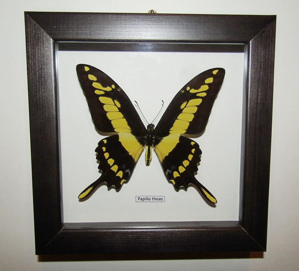 Бабочка Papilio thoas в рамке