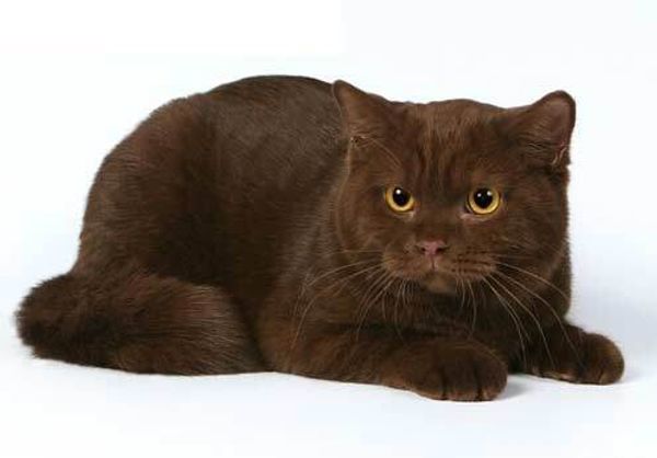 Британская короткошерстная кошка Британская короткошерстная кошка
