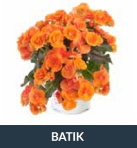 Бегония Ilona Colleciton Batik ОКС Укорененный черенок. Под заказ