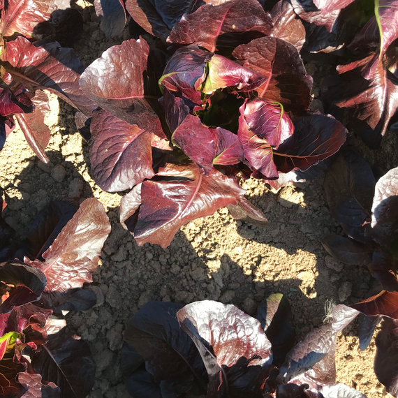 Туринус семена салата ромэн (Rijk Zwaan / Райк Цваан) в поле – фото 12