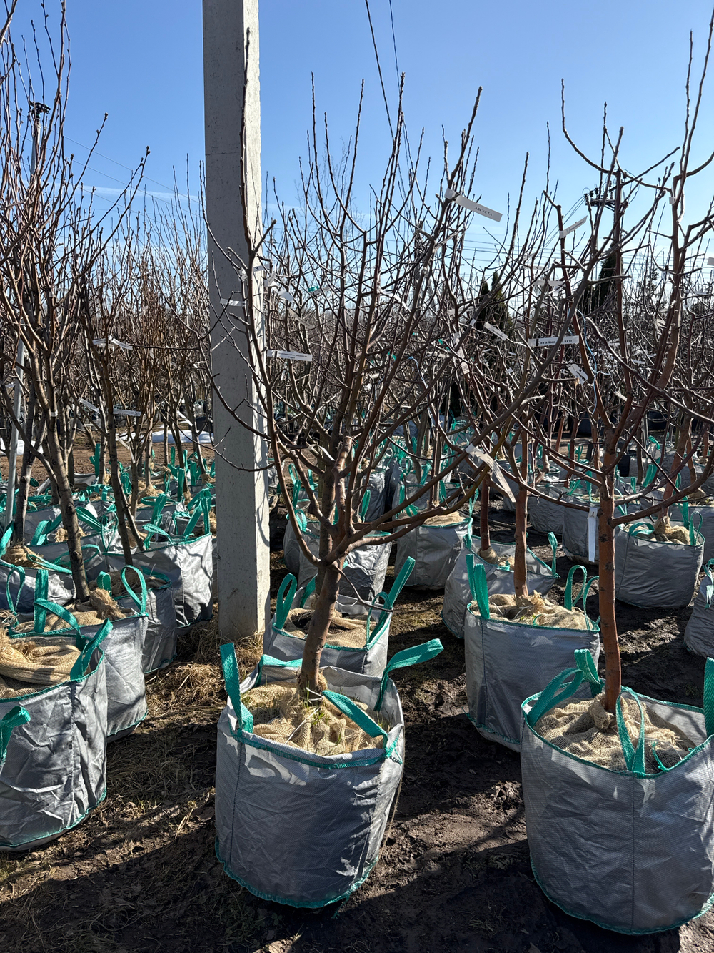 Яблоня дерево-сад (Гибрид нескольких сортов Яблони) 3-4 сорта на дереве