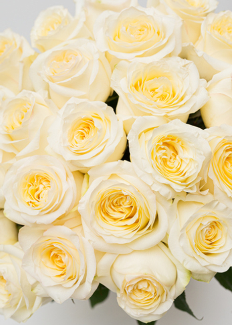 Роза Канделайт