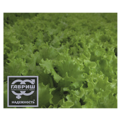 Абордаж семена салата батавия (Гавриш)