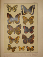 "Бабочки Европы. Описание наиболее известных видов и руководство к собиранию и определению бабочек и их гусениц". 1904г.