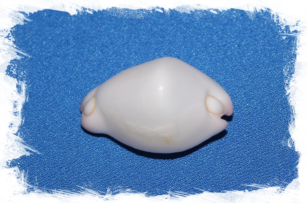 Бородавчатый кальпурнус, 2-4шт, 1шт