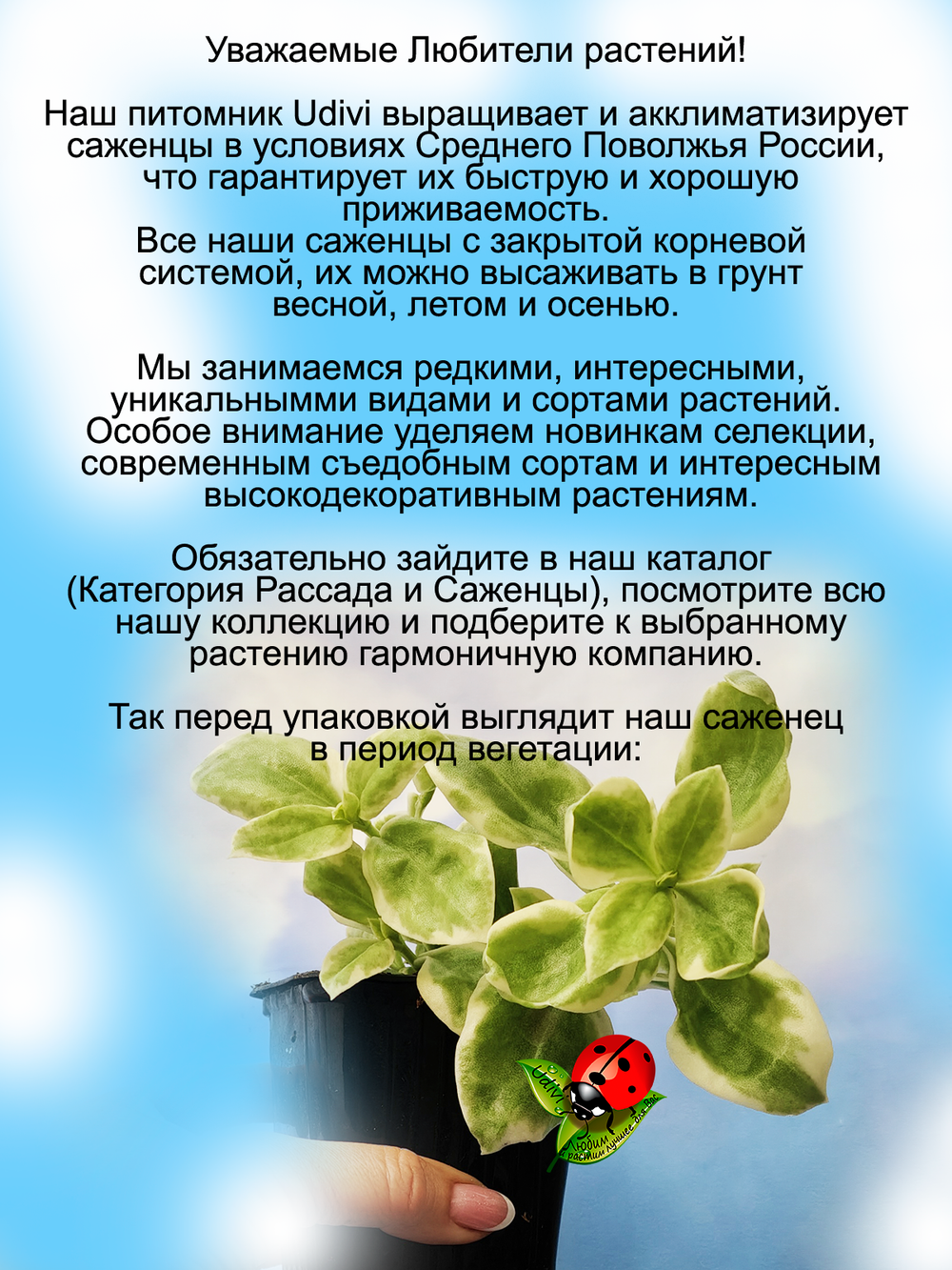 Аптения вариегатная Цветочек Аленький Мезиамбриантемум