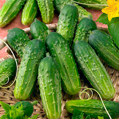 Заначка F1 семена огурца пчелоопыляемого (Гавриш)