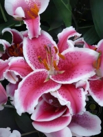 Лилия Старфайтер (Восточный гибрид)