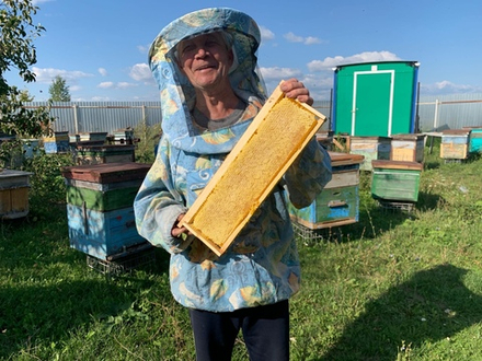 Соты рамка целая (1,5-1,7кг) разнотравье