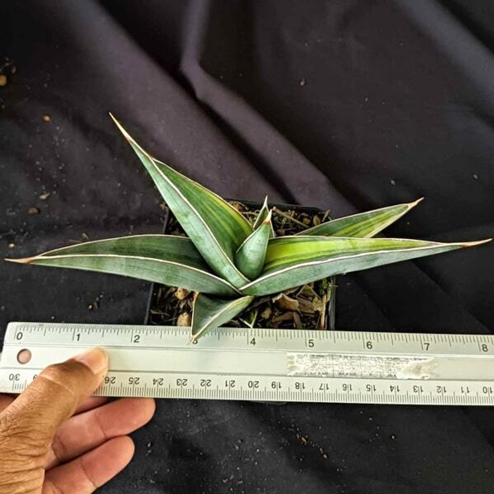 Сансевиерия JOHANNESBURG VAR