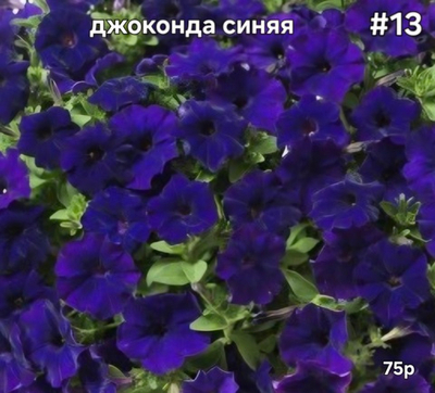 РАССАДА ПЕТУНИИ ДЖОКОНДА СИНЯЯ № 13