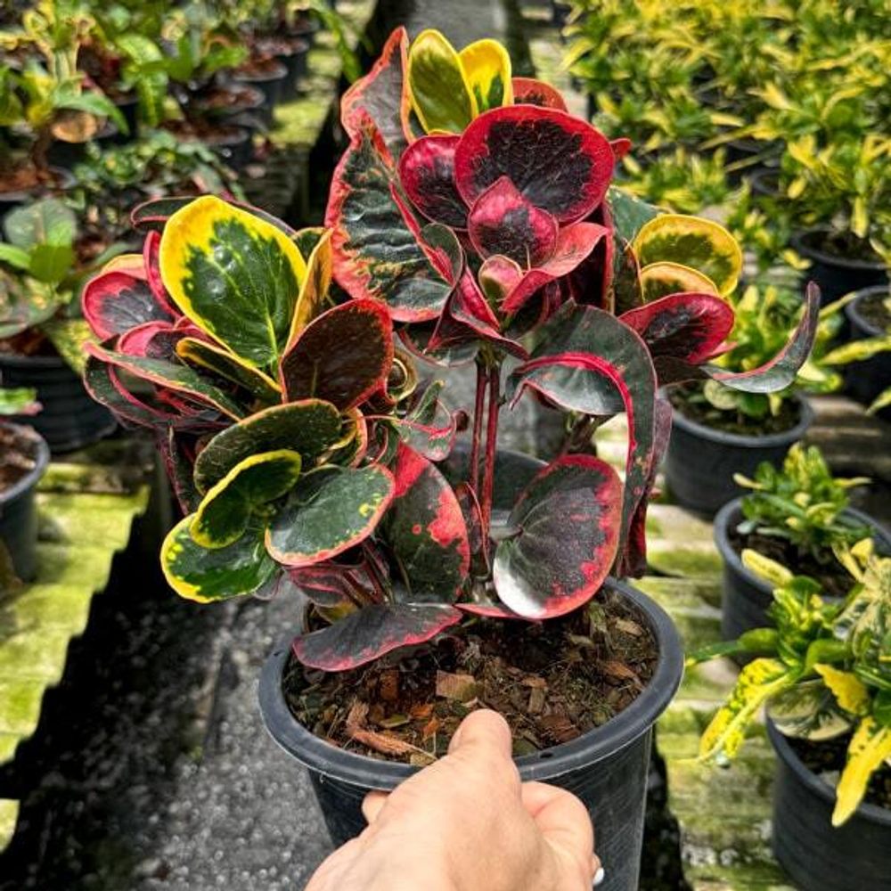 Кротон GAEW PAILIN (V148)