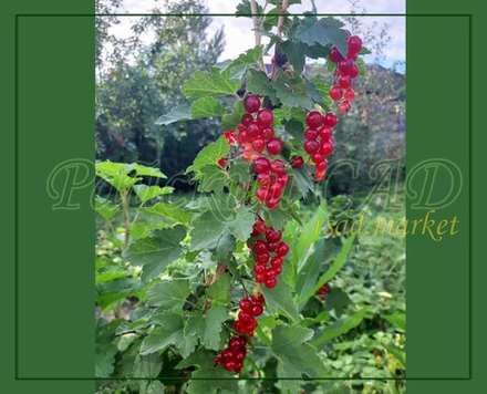 Смородина красная Красный Крест