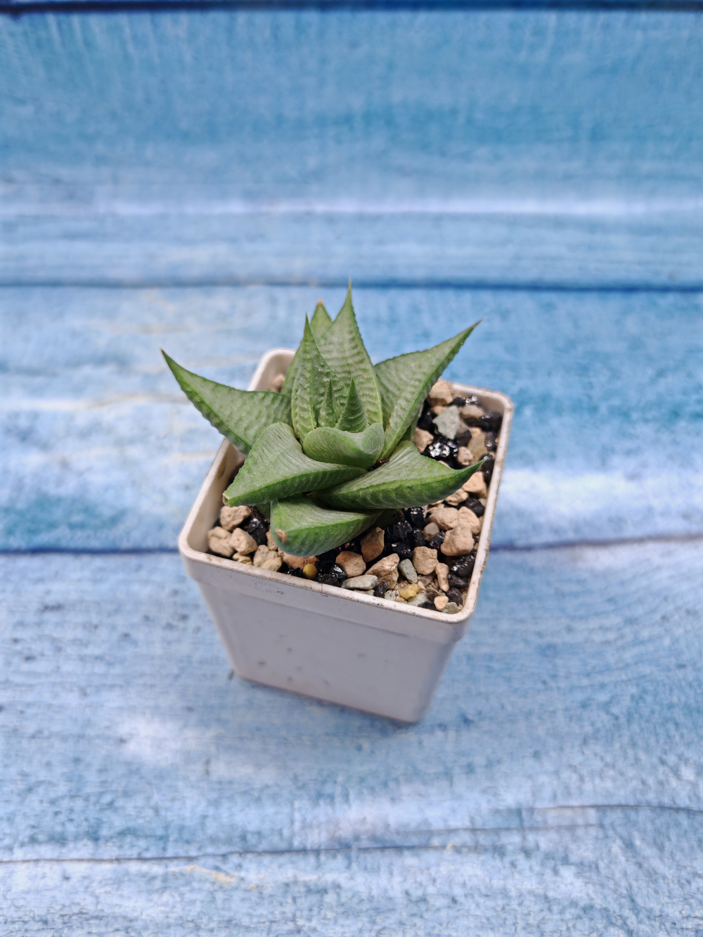 Haworthia Limifolia Roux (Хавортия)