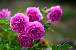 Старлет – Роз Мелина (Starlet-Rose Melina)