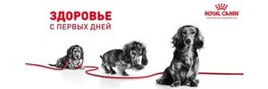 Корм для щенков крупных пород до 2-х месяцев и беременных сук, Royal Canin Maxi Starter Mother & Babydog