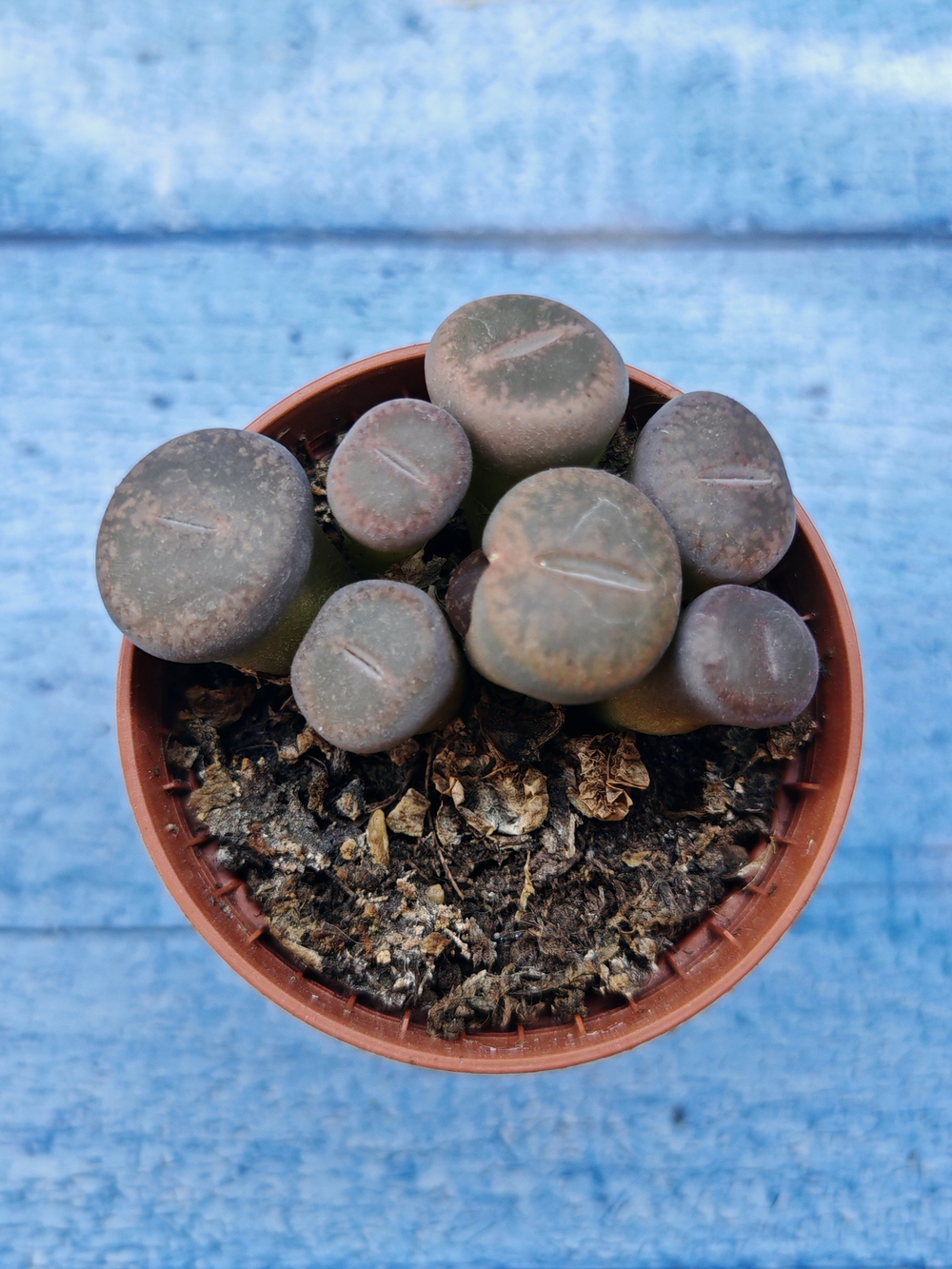 Lithops sp. (Литопсы)