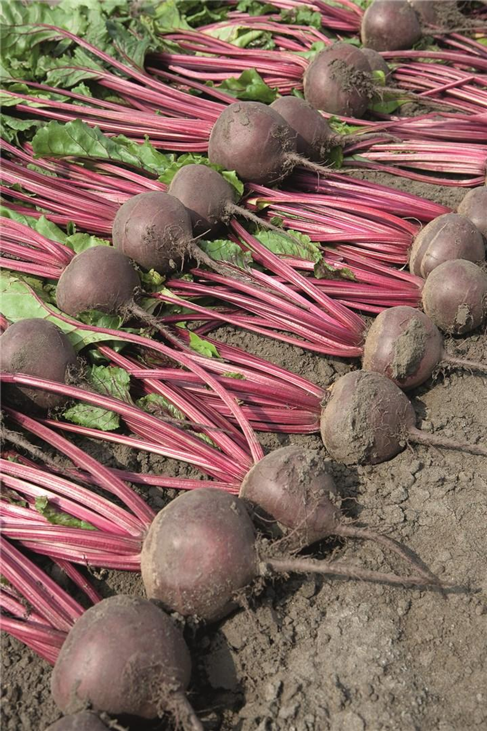 Боро F1 семена свеклы (Bejo / Бейо)