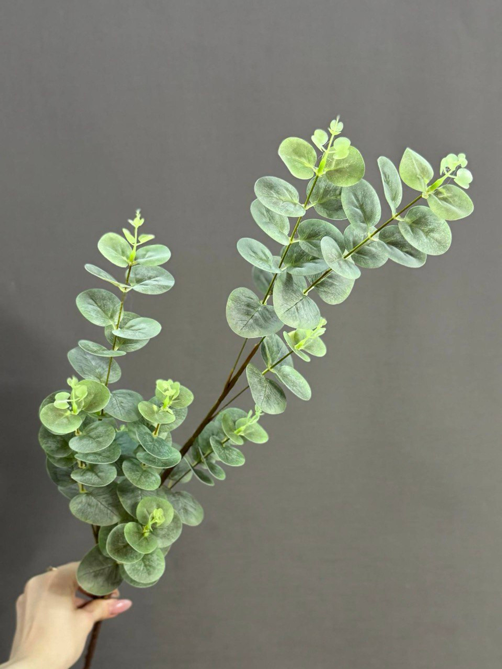 Эвкалипт зеленый (h90 см)