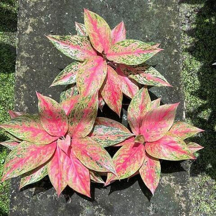 Аглаонема CLEOPATRA