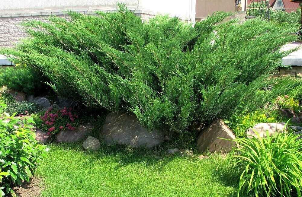 Можжевельник средний Минт Джулеп