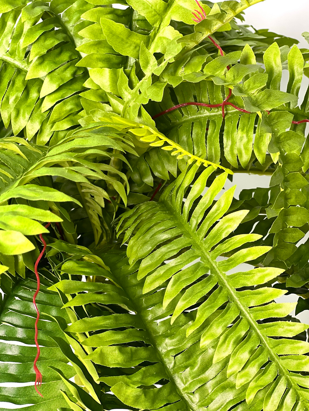 Папоротник Бостон диаметр 65 см