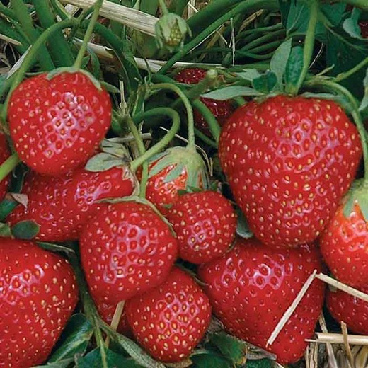 Земляника садовая Зенга Зенгана Р9 Закупка М65 май-июнь 2026