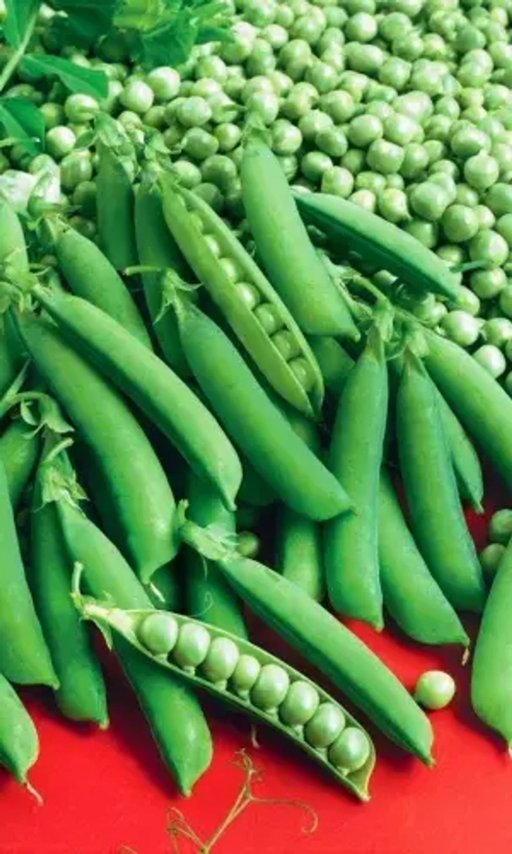 Горох Спринтер 8г УрДачник