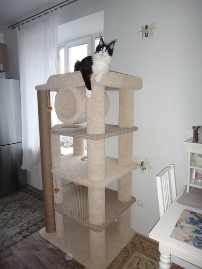 Дом для кота И-258 (мейн-кун)