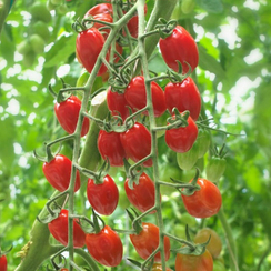 Свител F1 семена томата индетерминантного (Syngenta / Сингента)