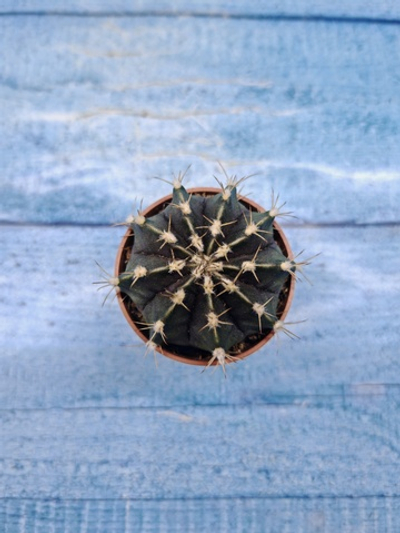 Gymnocalycium Friedrichii (Гимнокалициум)