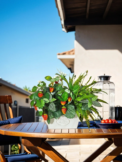 Композиция Клубника с зеленью 40см в кашпо