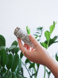 Белый шалфей