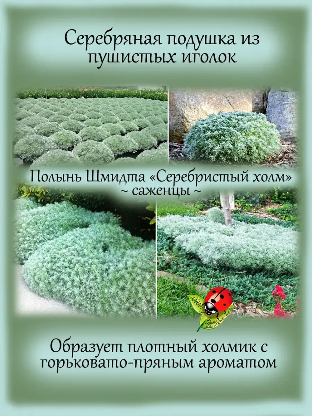 Полынь шмидта Себебристый холм Сильвер Маунд