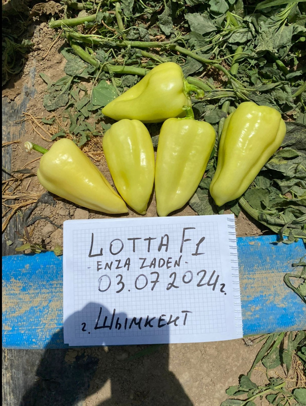 Перец Лотта F1 - Lotta F1 1000 семян