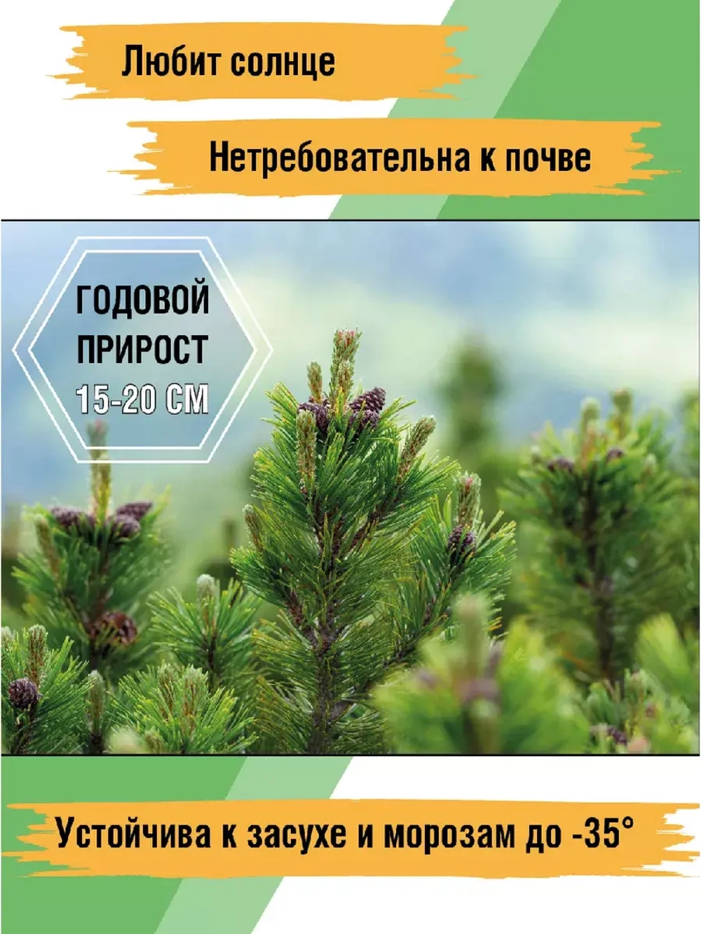 Сосна горная рассада и саженцы хвойных деревьев