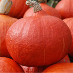 Оранж Саммер F1 семена тыквы (Enza Zaden / Энза Заден)