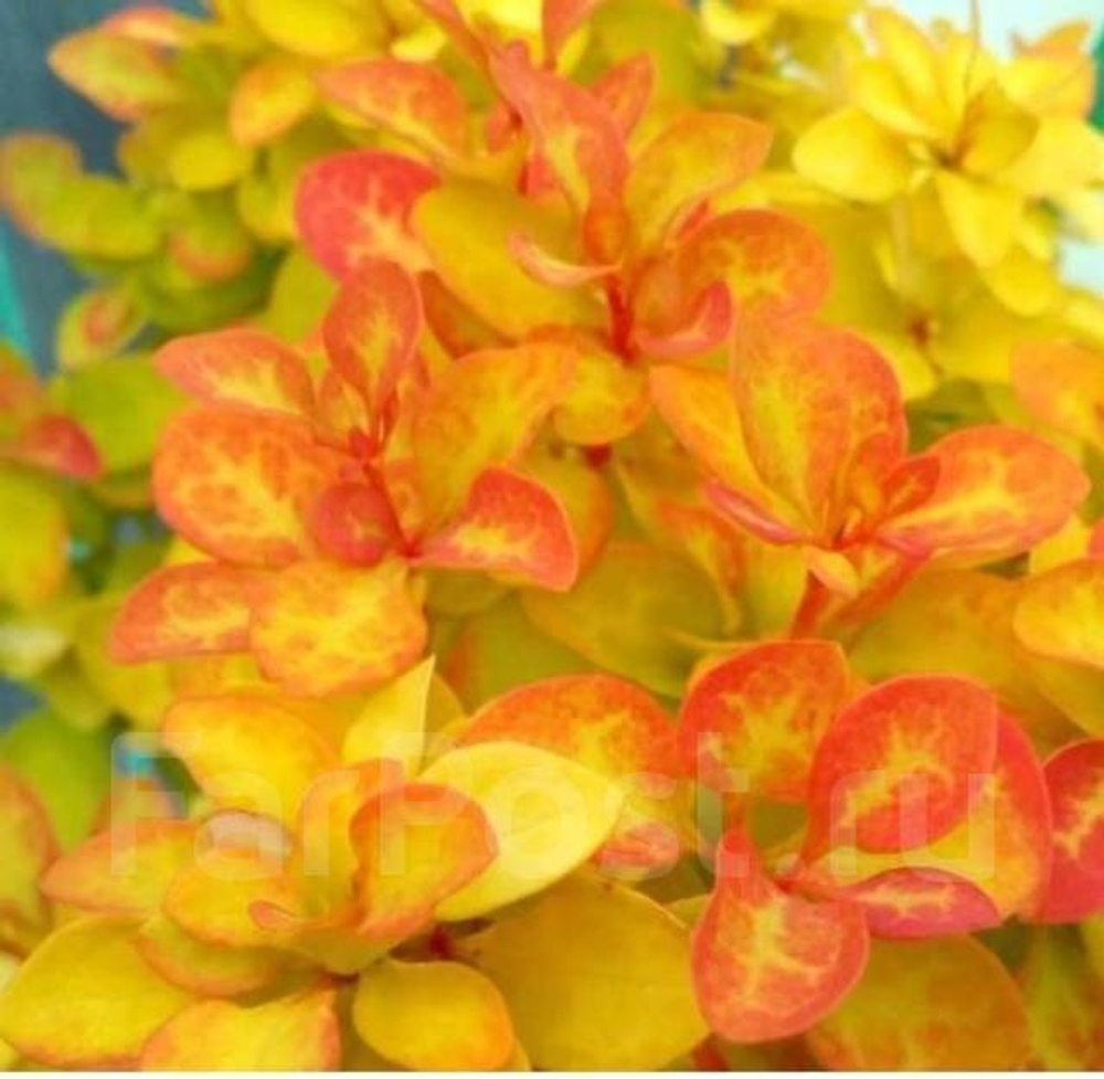 Барбарис Тунберга Саммер Сансет С5 20-25