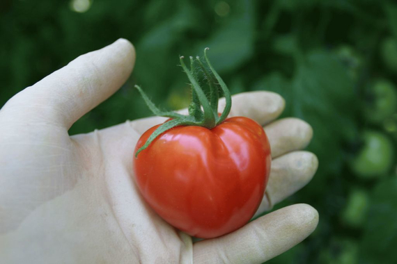 Аморе F1 семена томата индетерминантного (Гавриш) – фото 5