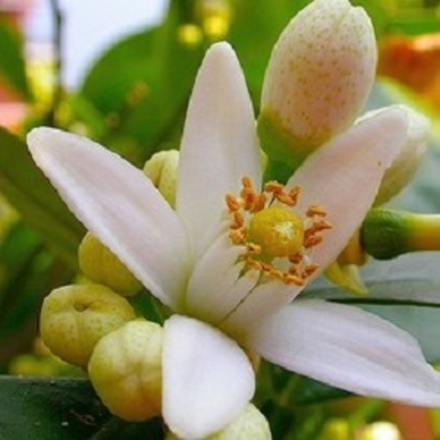 ПЕТИТГРЕЙН СУПЕР (Petitgrain sur Fleurs essential oil)