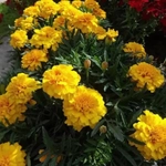 Семена Тагетес Джипси Саншайн 0,3гр