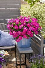 ЕВРО Петуния Constellation Magenta Comet укорененный черенок ОКС