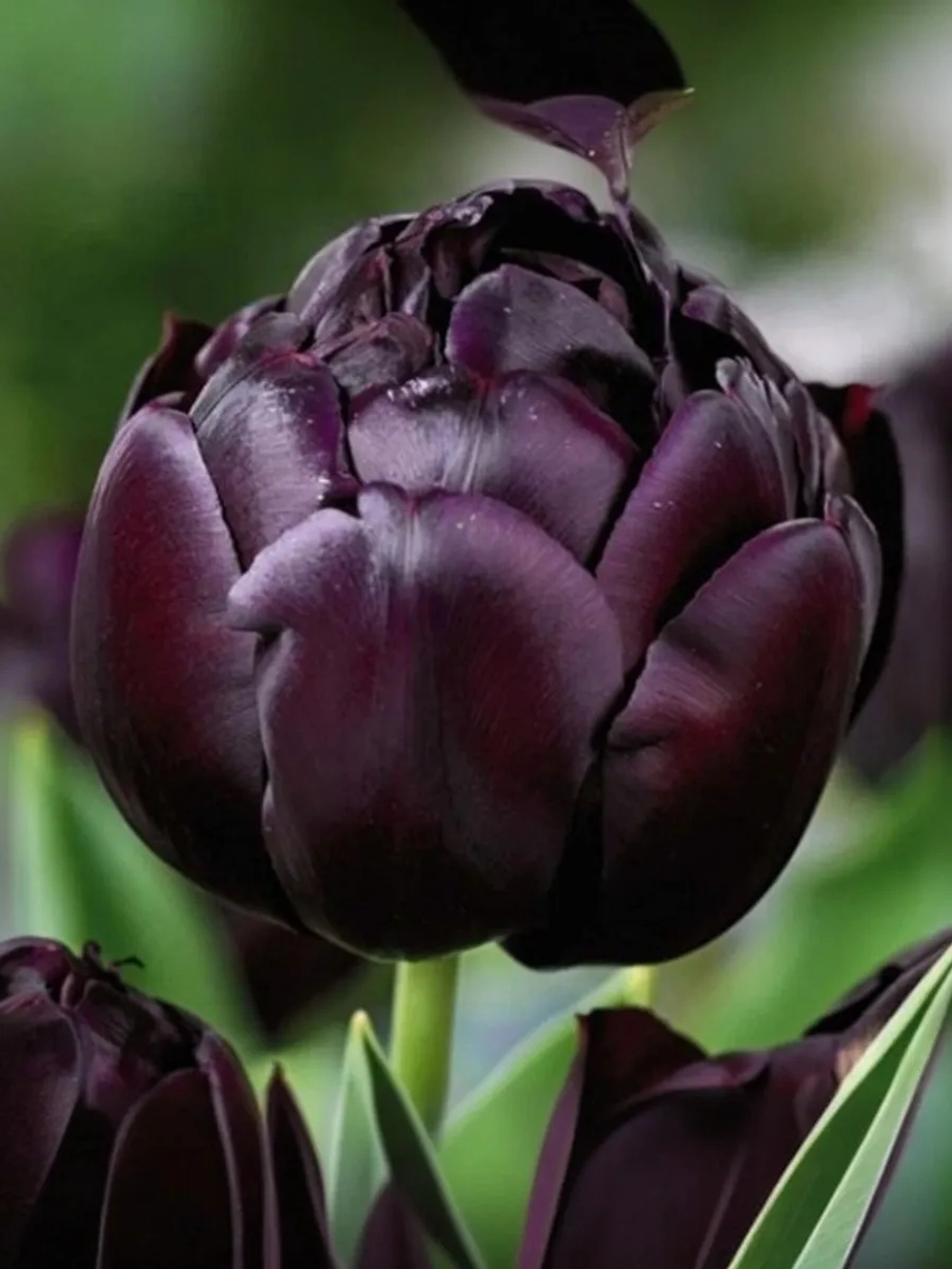 Тюльпан Пионовидный Блэк Хиро